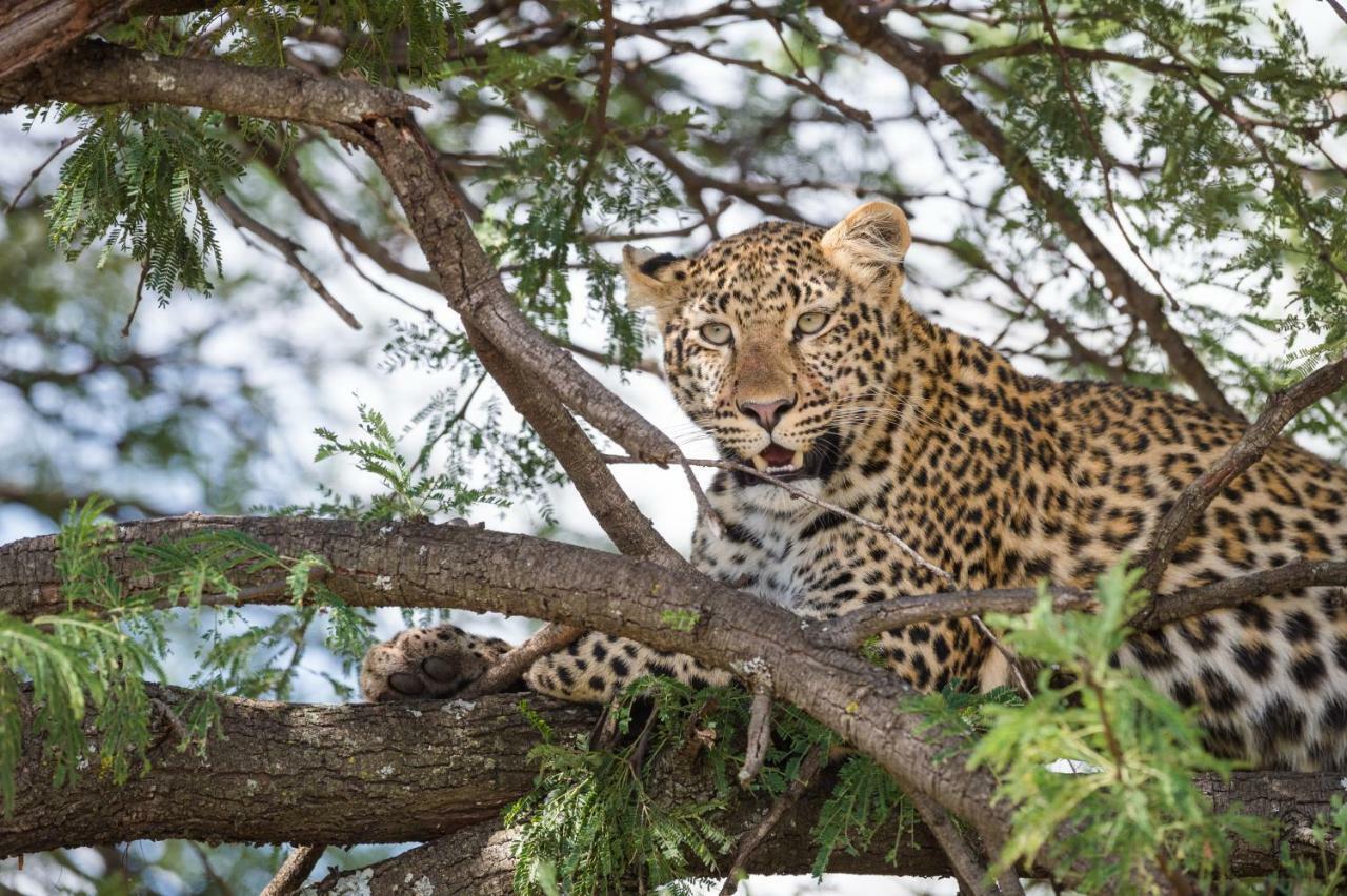 Taasa Lodge Serengeti Exterior photo